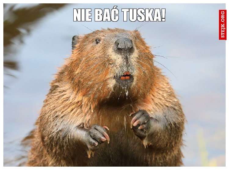 Nie bać Tuska!