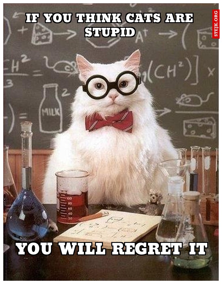 IF you think cats are stupid