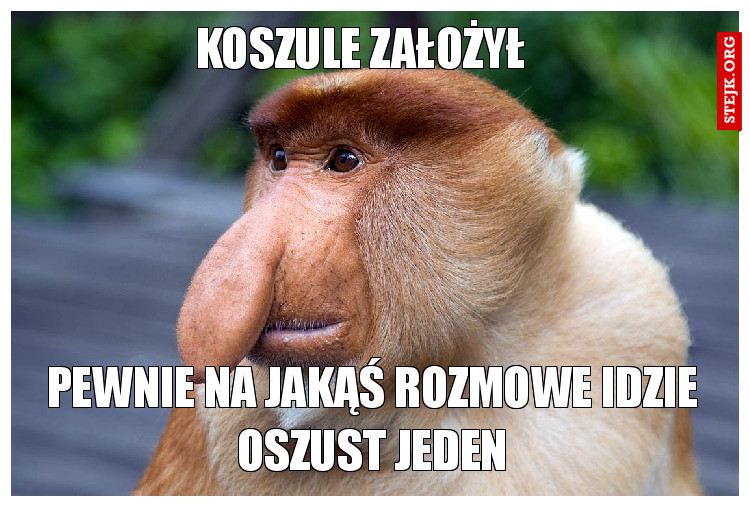 Koszule założył 