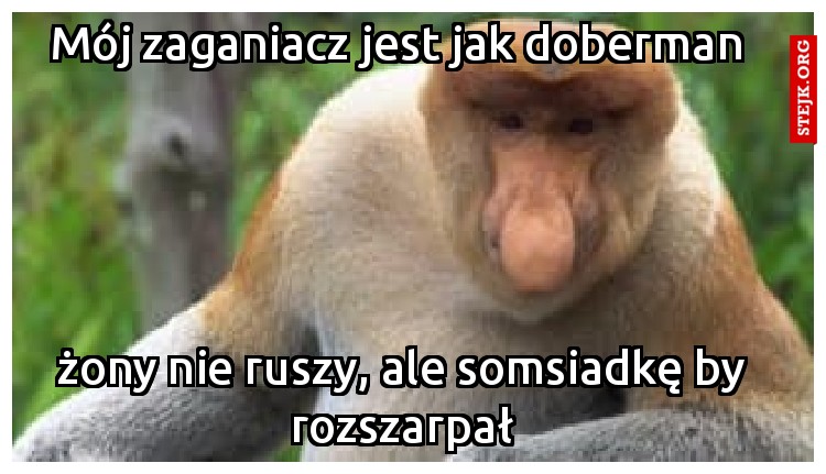 Mój zaganiacz jest jak doberman