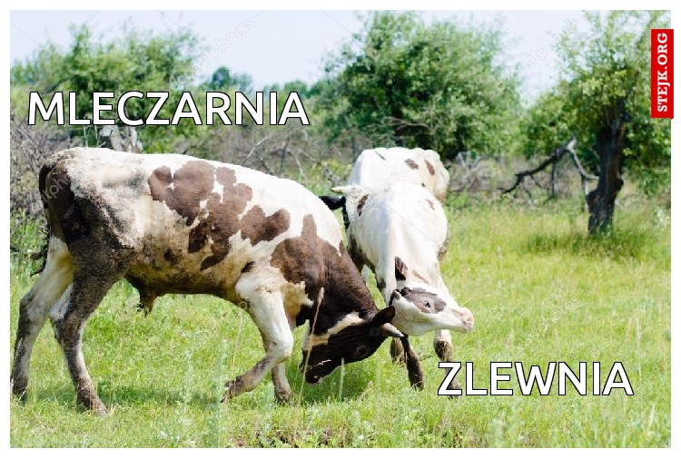 mleczarnia