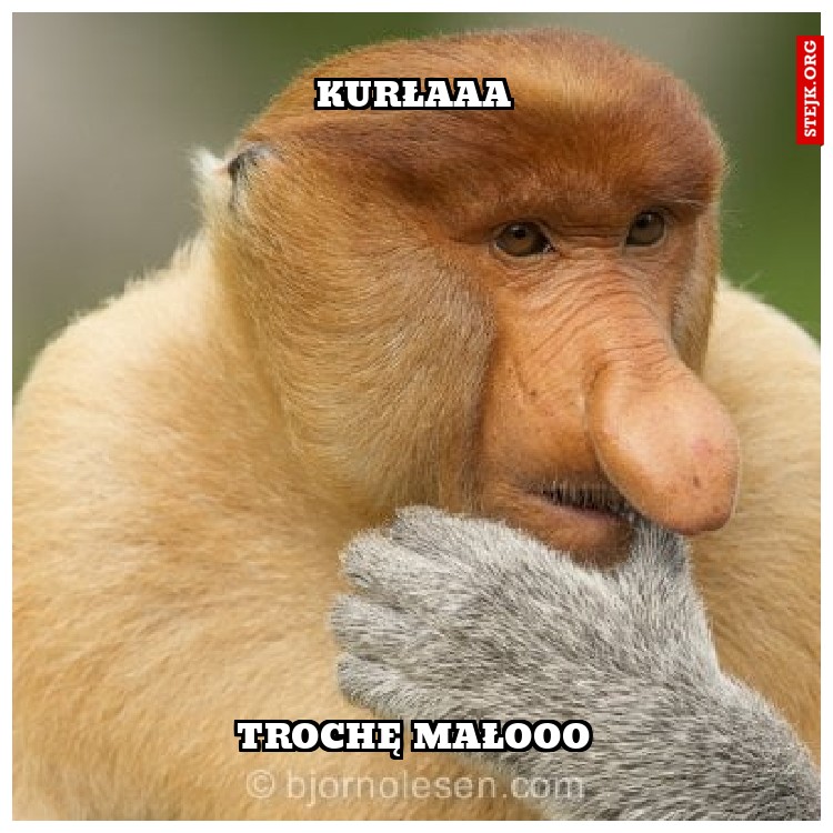 Kurłaaa