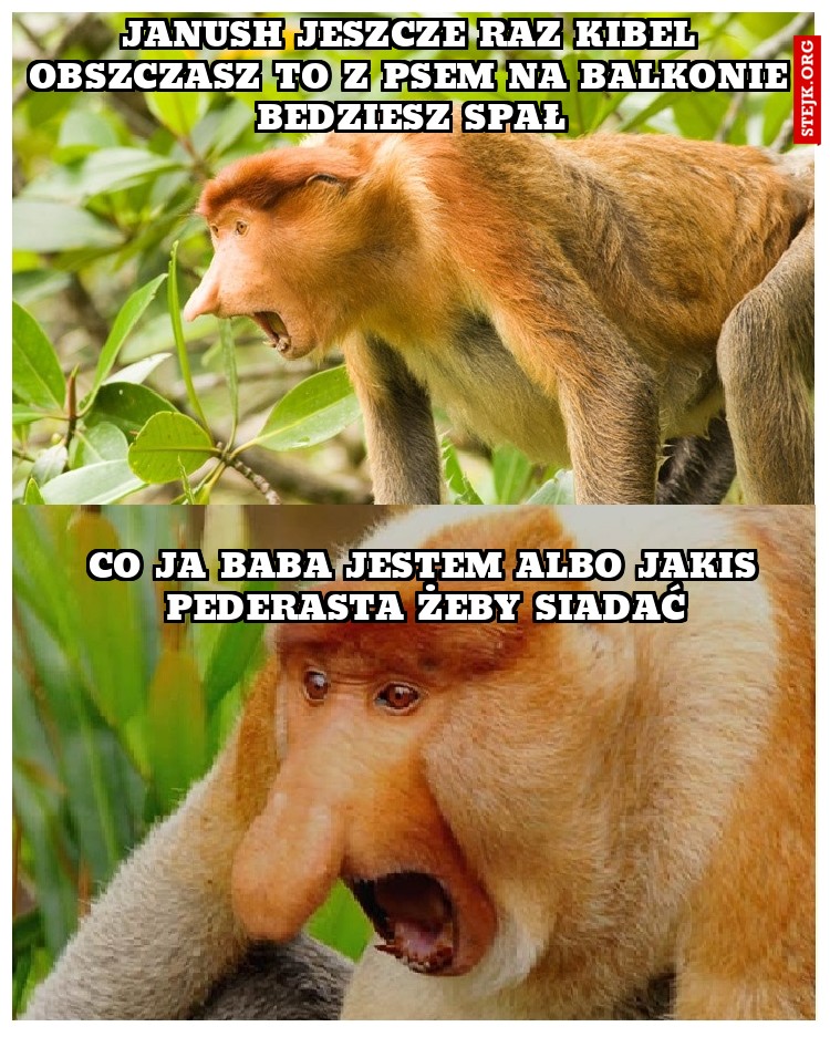 JANUSH JESZCZE RAZ kibel OBSZCZASZ TO Z PSEM NA BALKONIE BEDZIESZ SPAŁ