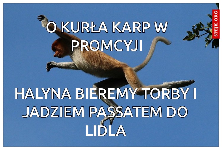 O kurła karp w promcyji