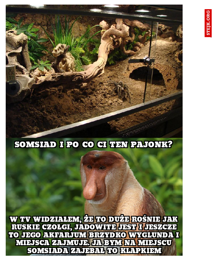 somsiad i po co ci ten pajonk?