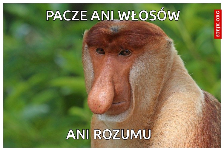 a ty czasem  z chu.ja nie spadłeś ? czy co ?