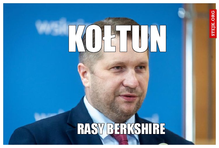 kołtun 