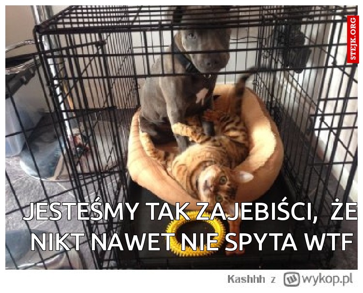 Jesteśmy tak zajebiści,  że nikt nawet nie spyta WTF