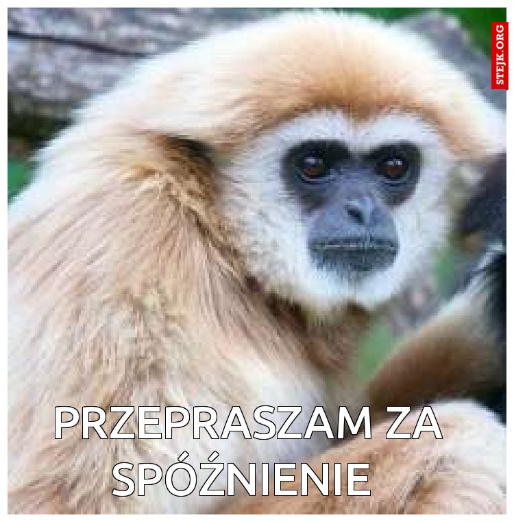 Przepraszam za spóźnienie 
