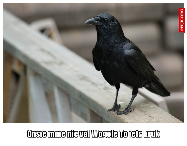 Onsie mnie nie val Wogole To jets kruk