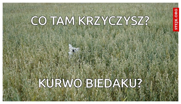 Co tam krzyczysz?