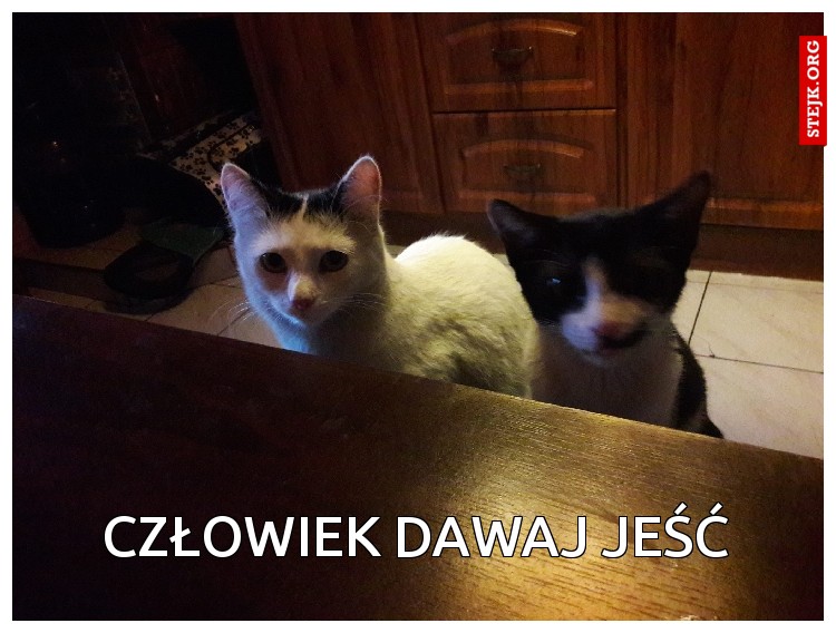 Człowiek dawaj jeść
