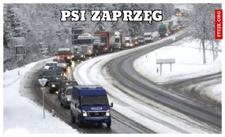 Psi zaprzęg