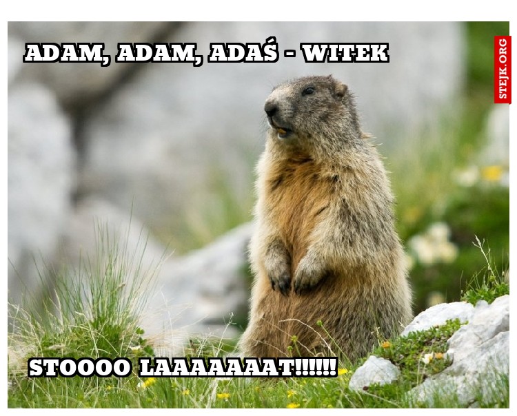 ADAM, ADAM, ADAŚ - WITEK