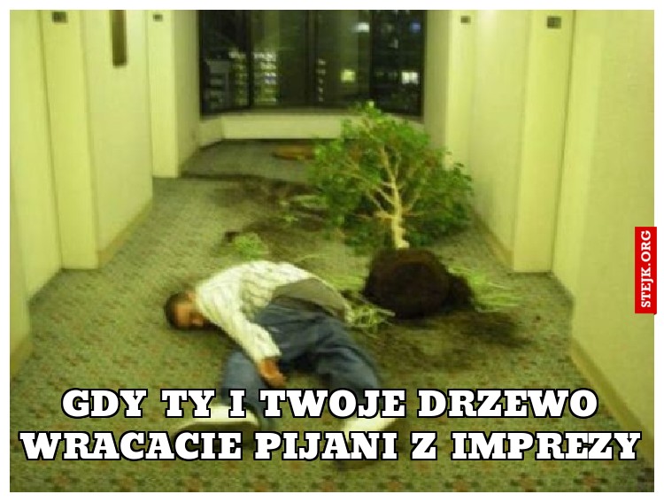 Gdy Ty i Twoje drzewo wracacie pijani z imprezy