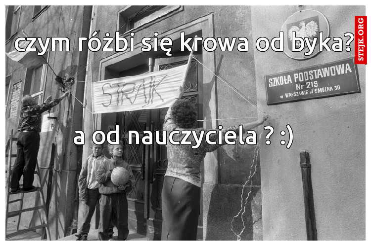 czym różbi się krowa od byka?