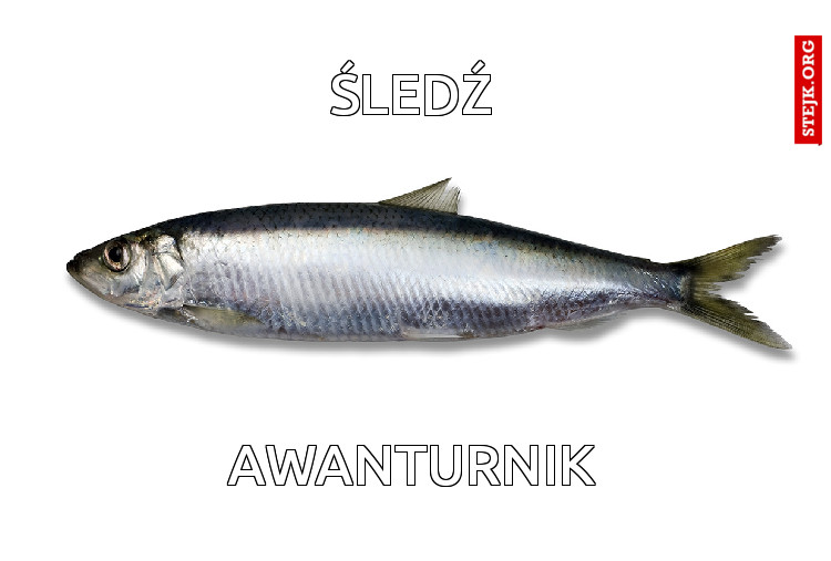 śledź