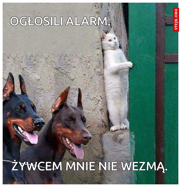 Ogłosili alarm.