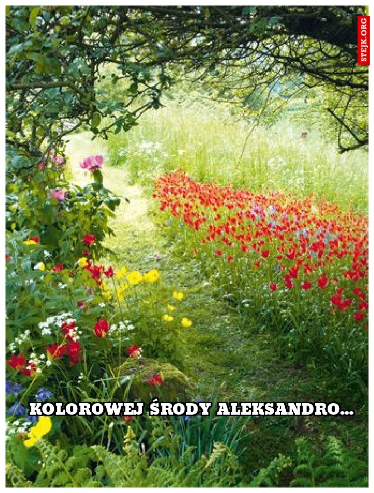 kolorowej środy aleksandro...