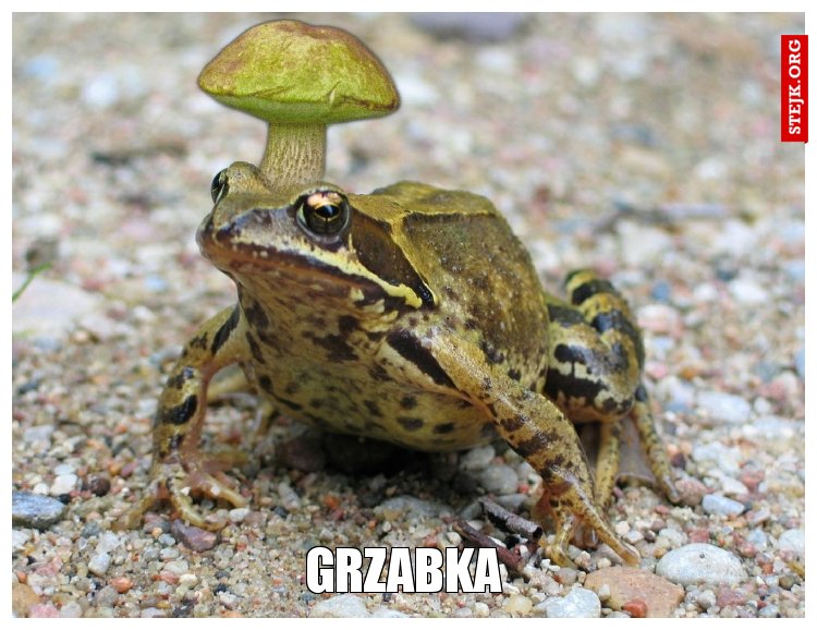 grzabka