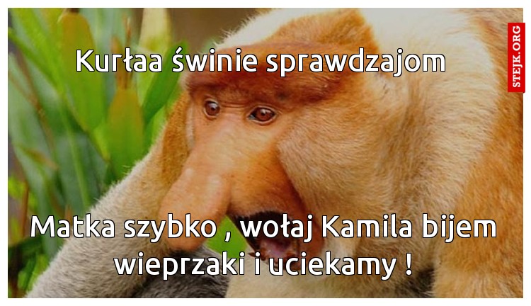 Kurłaa świnie sprawdzajom 