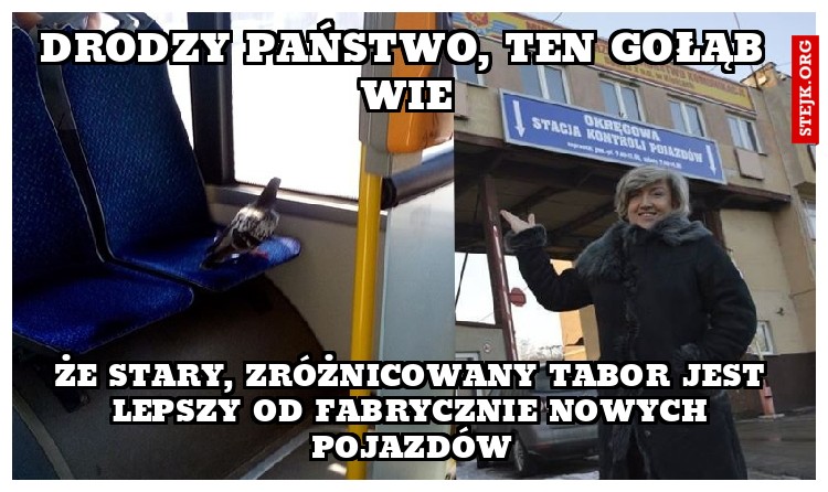 drodzy państwo, ten gołąb wie