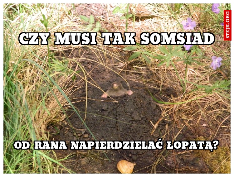 Czy musi tak somsiad