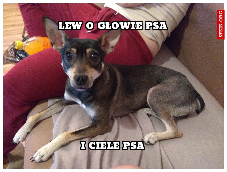 Lew o głowie psa
