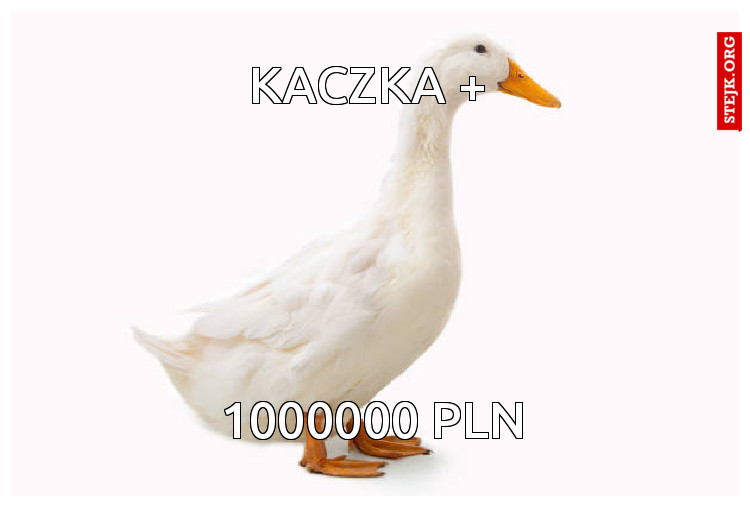 kaczka   