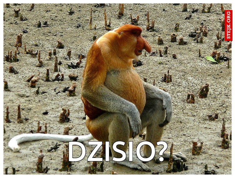 DZISIO?