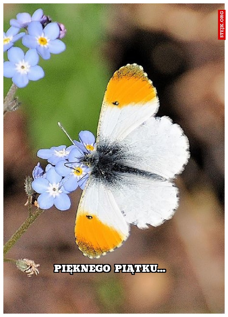 Pięknego piątku...