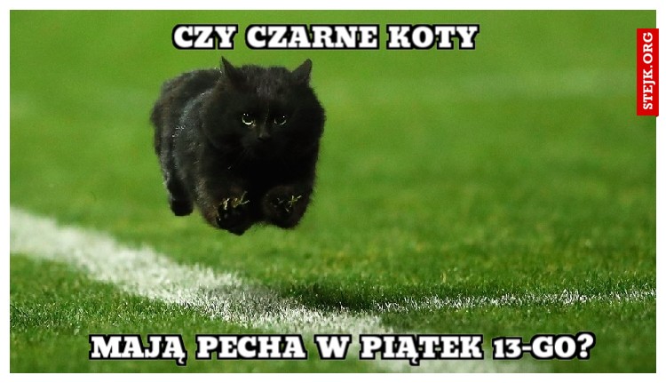 czy czarne koty