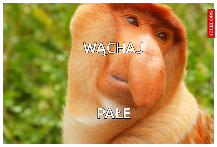 WĄCHAJ