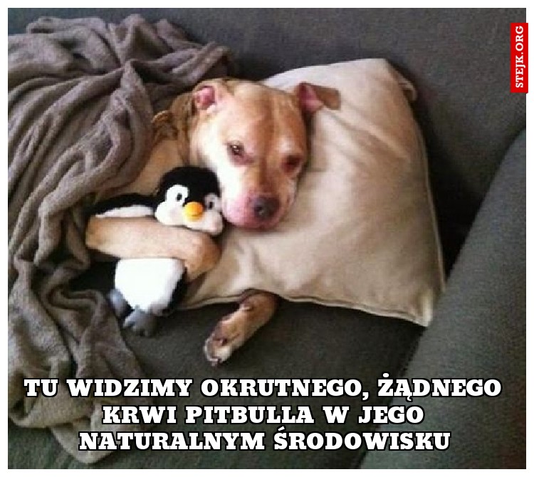 Okrutny pitbull w naturalnym środowisku