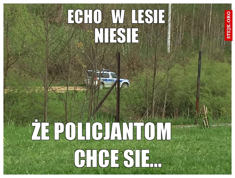 echo   w  lesie
