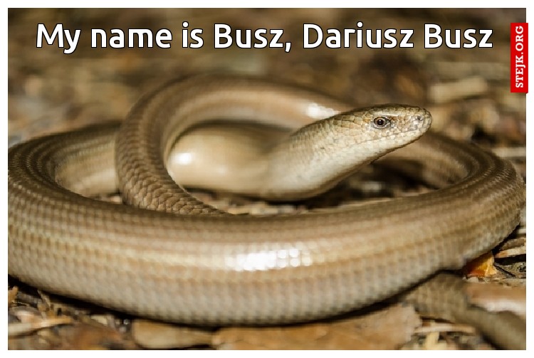 My name is Busz, Dariusz Busz