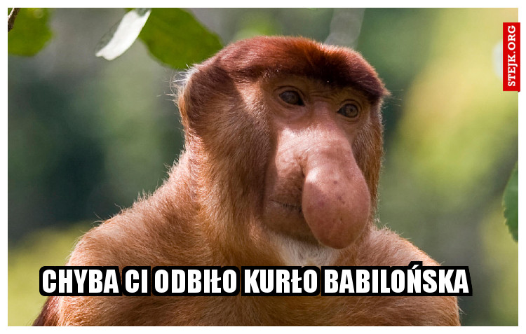 Chyba ci odbiło kurło babilońska