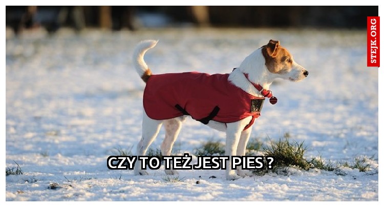Czy to też jest pies ?