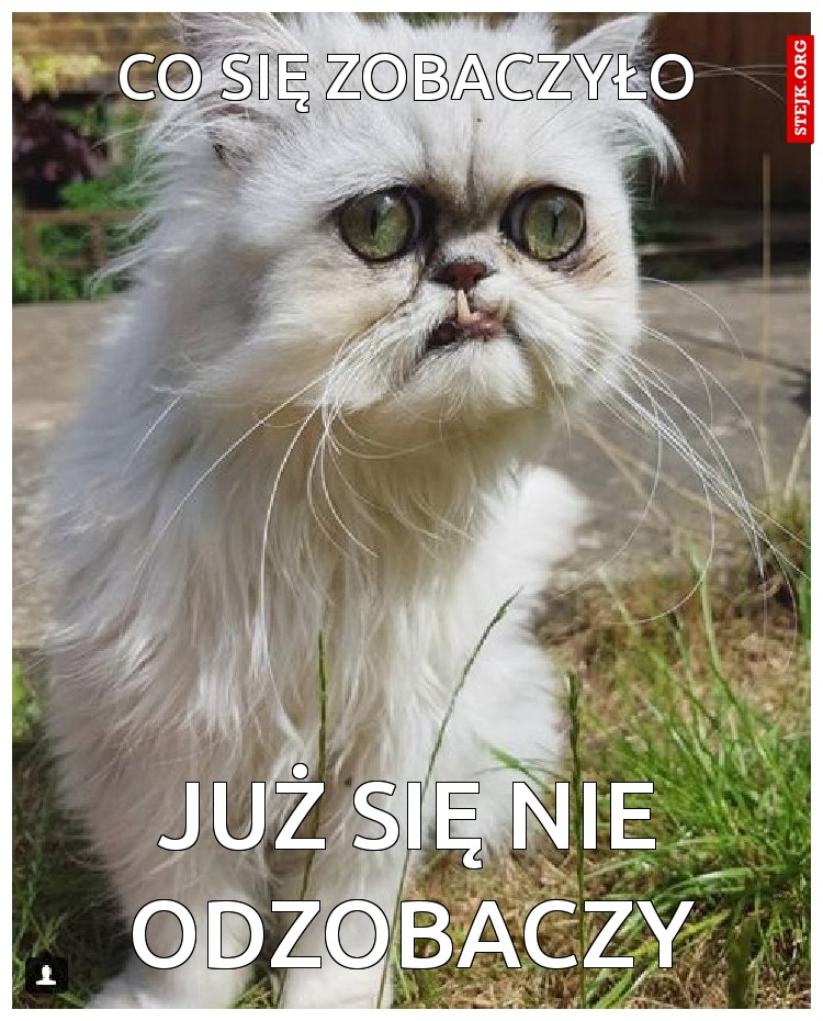 co się zobaczyło