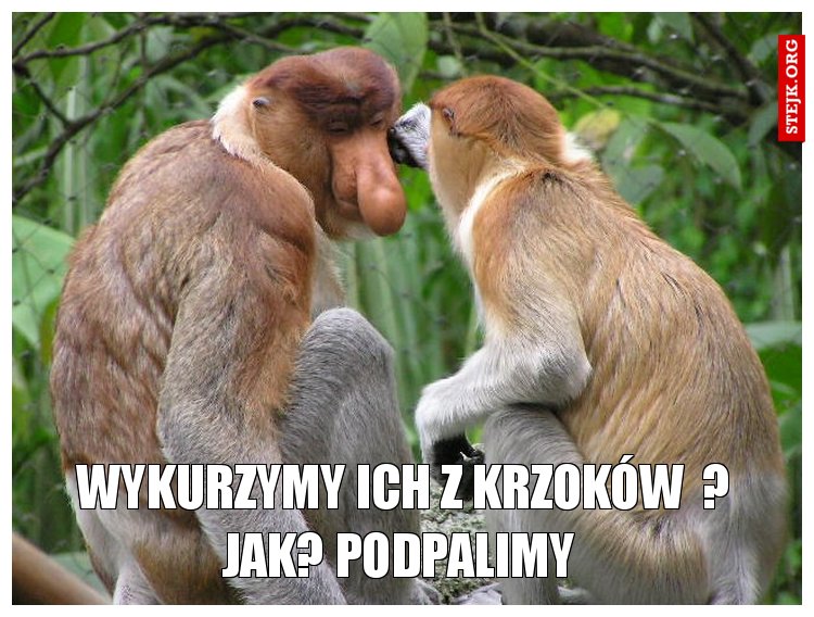 Wykurzymy ich z krzoków  ? Jak? Podpalimy 