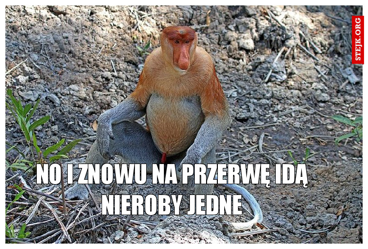 No i znowu na przerwę idą nieroby jedne