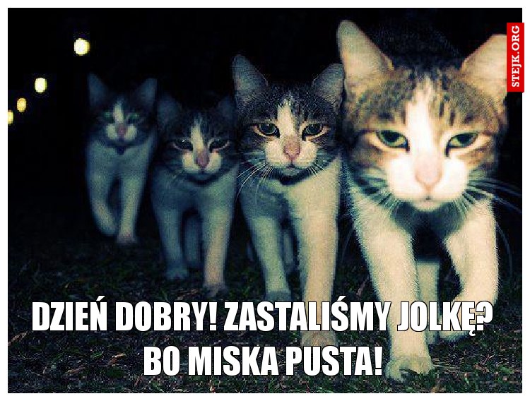 Dzień dobry! Zastaliśmy jolkę? Bo miska pusta!