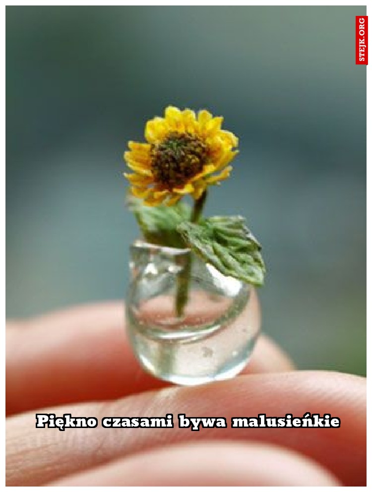 Piękno czasami bywa malusieńkie