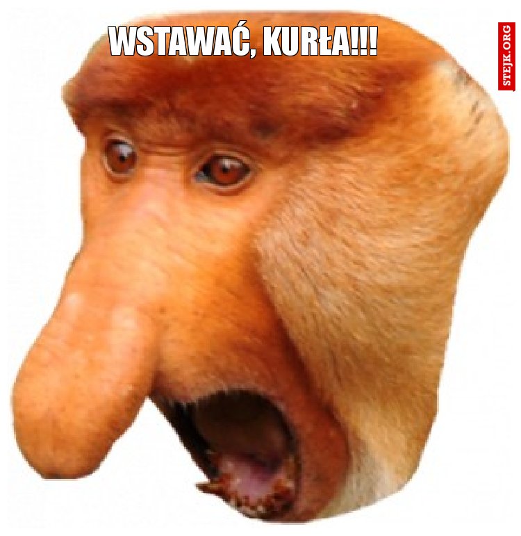 Wstawać, kurła!!!