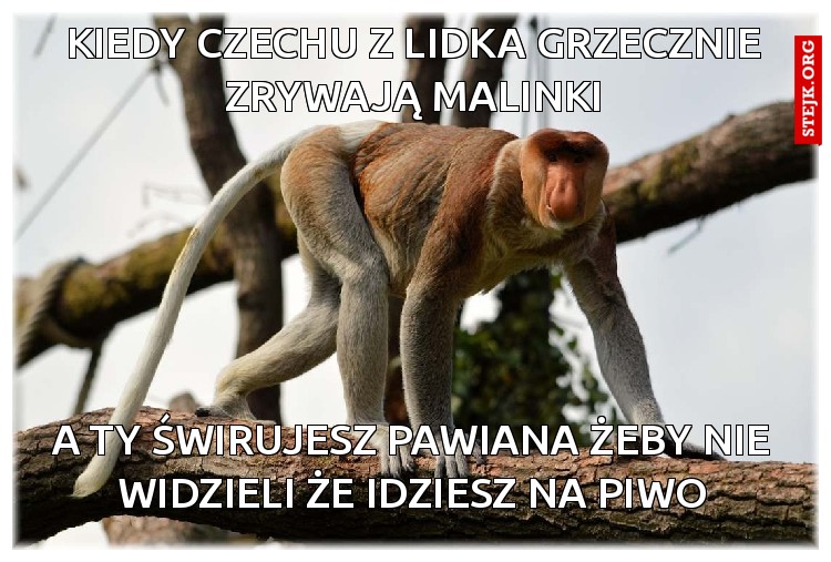 Kiedy czechu z lidka grzecznie zrywają malinki