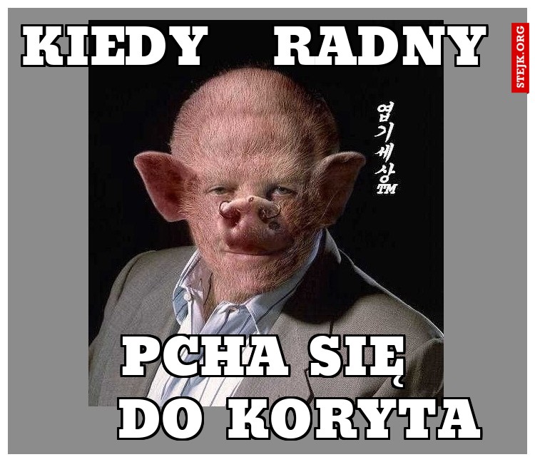kiedy  radny