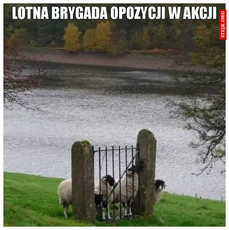 Lotna brygada opozycji w akcji