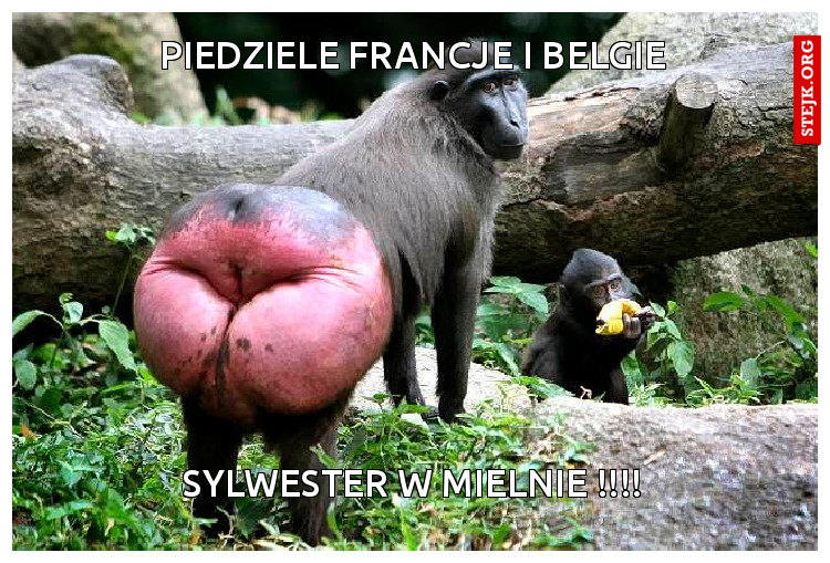 PIEDZIELE FRANCJE I BELGIE