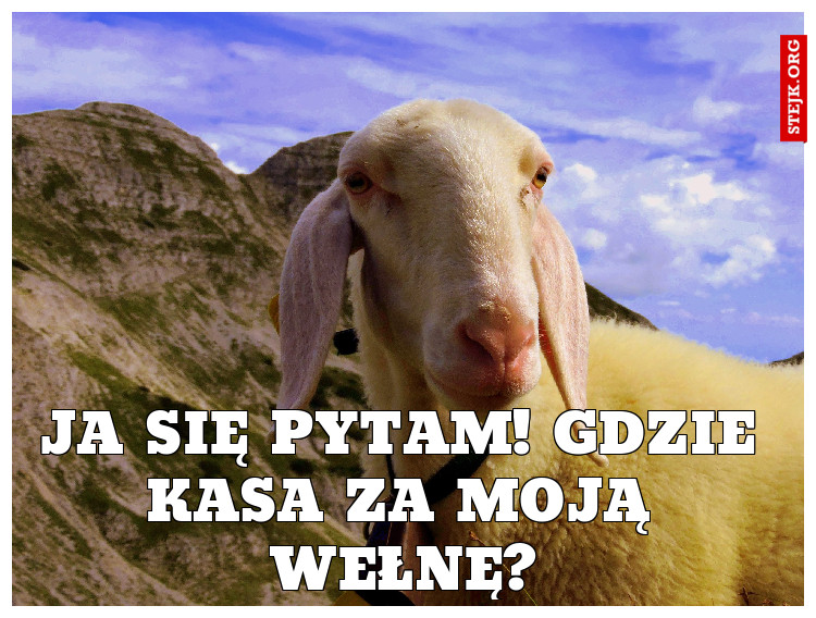 JA SIĘ PYTAM! GDZIE KASA ZA MOJĄ WEŁNĘ?