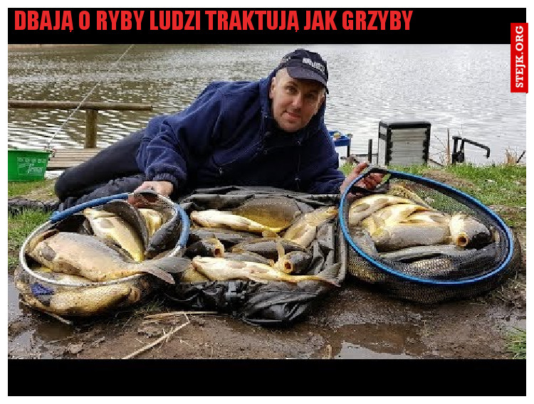 dbają o ryby ludzi traktują jak grzyby